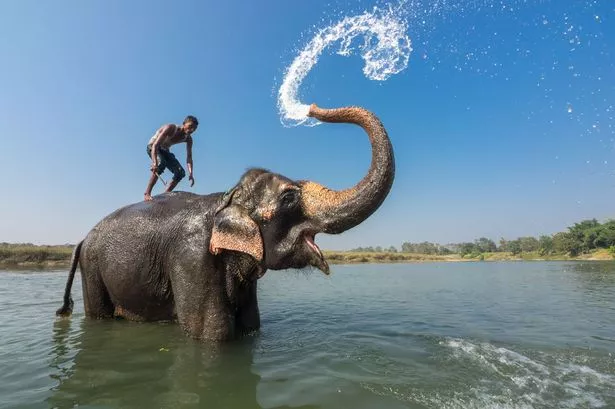 PAY--Elephant-washed-boy-main