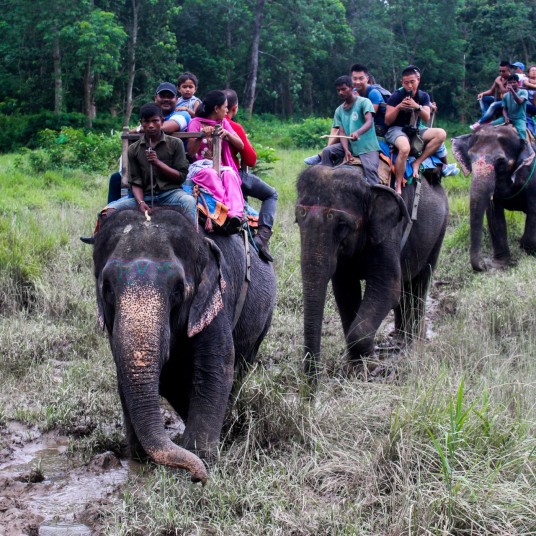 Elephant_Safari_inside_Chitwan_National_Park