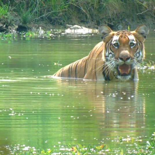 Tiger-Encounter-in-Chitwan-National-Park